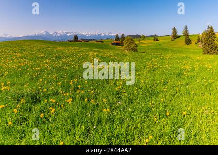 Pissenlit commun (Taraxacum sect. Ruderalia) au printemps, prairie près de Rieden am Forggensee, Ostallgaeu, Allgaeu, Bavière, Allemagne Banque D'Images