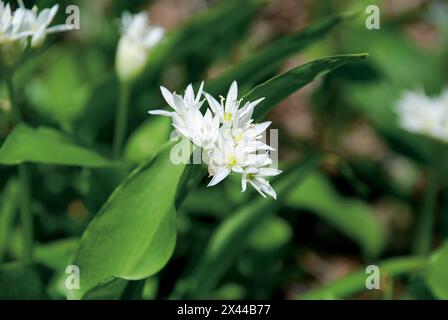 Blooming Wild ail, Allium ursinum, fleurs en gros plan de mauvaises herbes, foyer sélectif. Banque D'Images