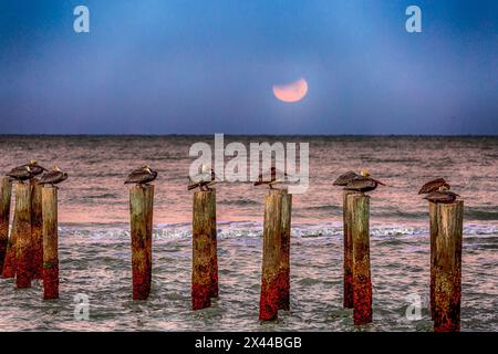 Les pélicans bruns se reposent sur des piles au large d'une plage de Naples pendant une éclipse de lune. Banque D'Images