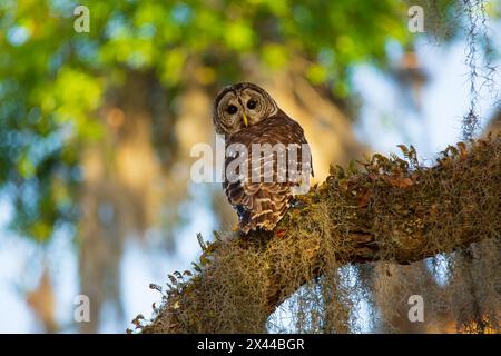 États-Unis, Géorgie, Savannah. Hibou barré assis sur la branche du chêne. Banque D'Images