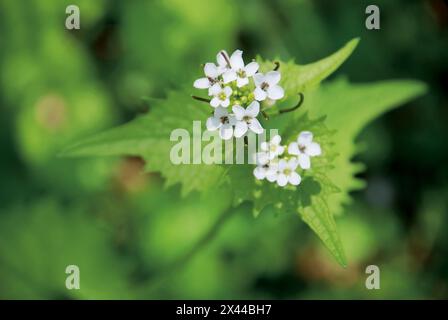 Fermer la photo de moutarde à l'ail en fleurs (Alliaria petiolata, Alliaria officinalis). Banque D'Images