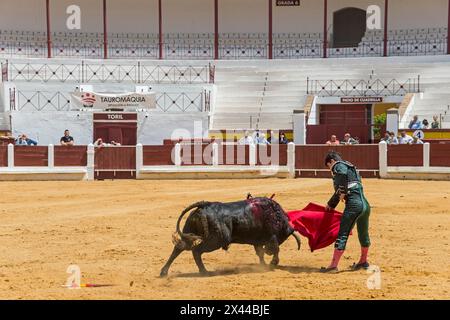 Le matador confronte le taureau avec un tissu rouge dans une arène, tauromachie, arène, Merida, Badajoz, Estrémadure, Espagne Banque D'Images