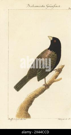Grassquit à face noire, Melanospiza bicolor. Der bahamische Grünfink, moineau de Bahama, Cici verdinère, Fringilla bicolor, Chloris bahamensis. Gravure sur cuivre colorée à la main d’après une illustration de Johan Seligmann de l’édition de Bernhard Christian Otto de Naturgeschichte der Vogel, histoire naturelle des oiseaux, Ben Joachim Pauli, Berlin, 1785. Banque D'Images
