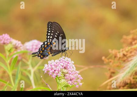 Spicebush Swallowtail sur Swamp Milkweed, comté de Marion, Illinois. (Usage éditorial uniquement) Banque D'Images