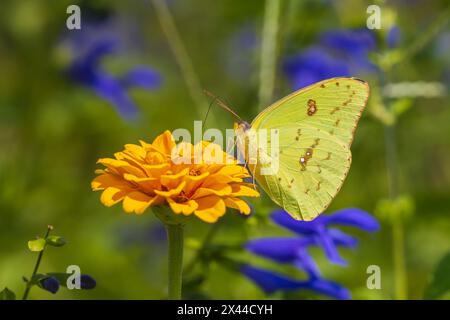 Femelle de soufre sans nuage sur zinnia. Comté de Marion, Illinois. (Usage éditorial uniquement) Banque D'Images