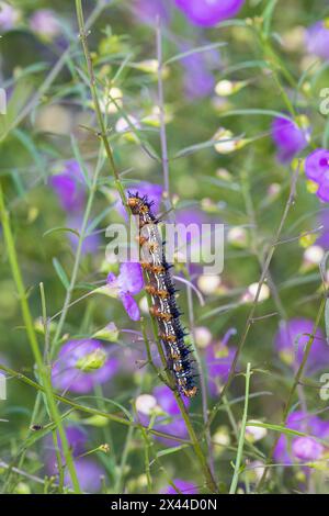 Common Buckeye caterpillar sur Slender False Foxglove. Comté de Lawrence, Illinois. (Usage éditorial uniquement) Banque D'Images