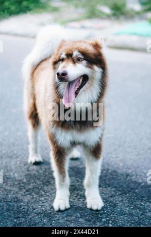 Gros plan portrait gros chien Malamute blanc brun d'Alaska. Pattes de vue avant debout pour animaux de compagnie Banque D'Images