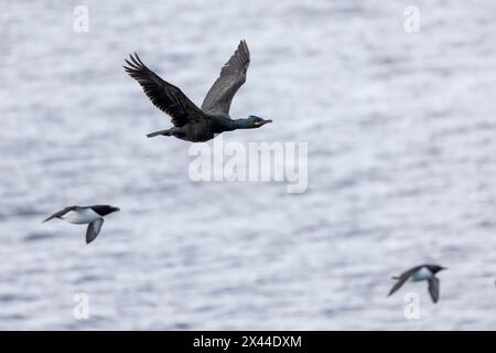 Shag commun (Phalacrocorax aristotelis), volant, guillemot commun (Uria aalge) et Razorbill (Alca torda) en arrière-plan, plumage, hiver, dans le Banque D'Images