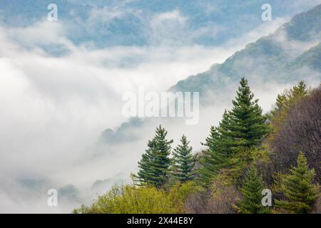 Vue printanière matinale sur la vallée d'Oconaluftee avec la brume montante, parc national des Great Smoky Mountains, Caroline du Nord Banque D'Images