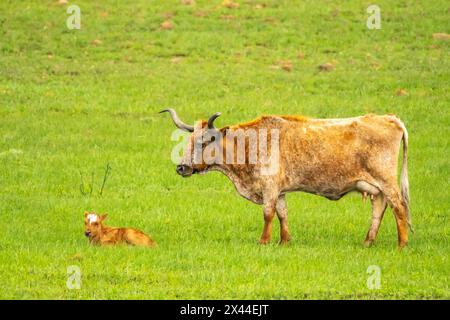 États-Unis, Oklahoma, Wichita Mountains National Wildlife refuge. Vache Longhorn avec veau. Banque D'Images