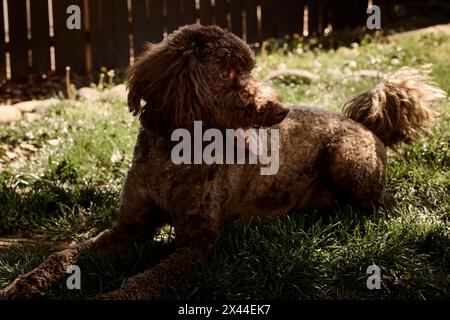 Labradoodle dans la cour arrière. Banque D'Images