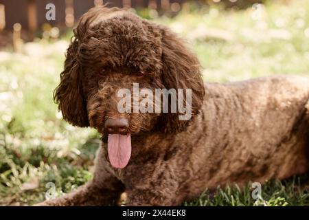Labradoodle dans la cour arrière. Banque D'Images