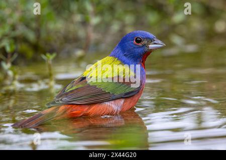 Baignade peinte, vallée du Rio Grande, Texas Banque D'Images