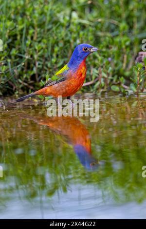 Baignade peinte, vallée du Rio Grande, Texas Banque D'Images