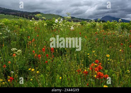 Assortiment de fleurs sauvages dans la forêt nationale de Fish Lake. Banque D'Images