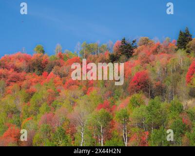 États-Unis, Utah, Logan Pass. Automne coloré dans le col de Provo Banque D'Images