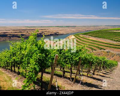 Un vignoble extraordinaire de beauté et de portée sculpté dans une pente abrupte orientée sud le long du fleuve Columbia dans le coin sud-est du Hô Banque D'Images