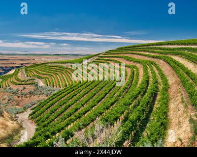 Un vignoble extraordinaire de beauté et de portée sculpté dans une pente abrupte orientée sud le long du fleuve Columbia dans le coin sud-est du Hô Banque D'Images