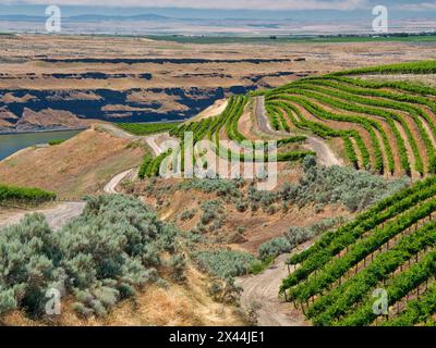 Un vignoble extraordinaire de beauté et de portée sculpté dans une pente abrupte orientée sud le long du fleuve Columbia dans le coin sud-est du Hô Banque D'Images