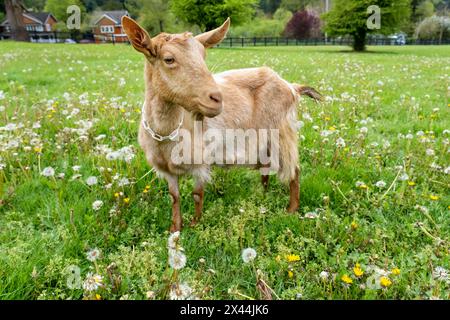 Issaquah, État de Washington, États-Unis. Femelle dorée guernesey debout dans un pré. (PR) Banque D'Images
