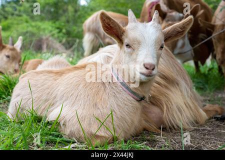 Issaquah, État de Washington, États-Unis. Troupeau de race rare de Does et de bébés chèvres de guernesey dorées. (PR) Banque D'Images