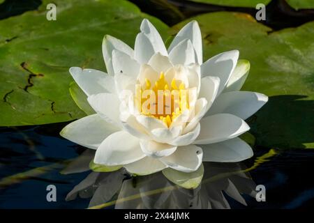 Issaquah, État de Washington, États-Unis. Nénuphar parfumé, considéré comme une mauvaise herbe nocive de classe C dans cette région. Banque D'Images