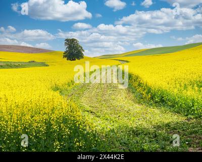États-Unis, État de Washington, région de Palouse. Arbre solitaire dans un champ de canola avec la route du champ traversant Banque D'Images