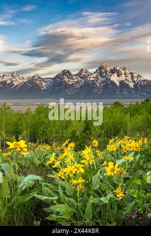 USA, Wyoming. Paysage de Grand Teton, fleurs sauvages balsamroot d'Arrowleaf et peupliers, parc national de Grand Teton. Banque D'Images