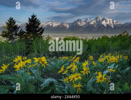 USA, Wyoming. Paysage de Grand Teton, fleurs sauvages balsamroot d'Arrowleaf et peupliers, parc national de Grand Teton. Banque D'Images