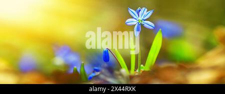 Fleurs de goutte de neige bleue au début du printemps dans la forêt, bannière. Scilla siberica Squill. Gros plan avec mise au point sélective Banque D'Images