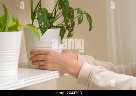 La main d'une femme met un pot avec une plante d'intérieur sur une étagère de placard, gros plan Banque D'Images