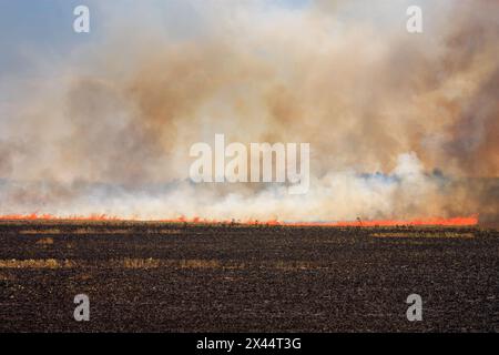 Un champ agricole en feu par temps chaud d'été.Le vent sec souffle les flammes du feu à travers les champs des agriculteurs Banque D'Images