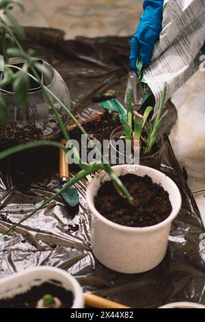 Une personne transplante soigneusement une plante d'intérieur dans un nouveau pot. Banque D'Images