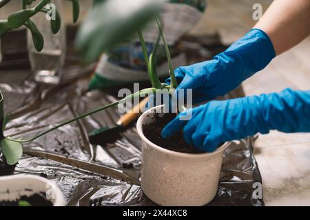 Une personne transplante soigneusement une plante d'intérieur dans un nouveau pot. Banque D'Images