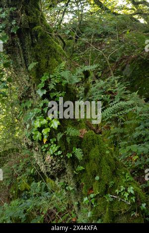 Polypody Fern : (Polypodium vulgare) et autres épiphytes poussant sur le vieux chêne : Lustleigh Cleave, Dartmoor, Devon, Royaume-Uni. Forêt tropicale tempérée. Banque D'Images