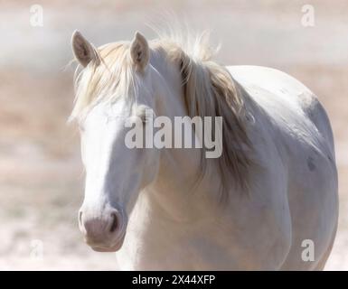 Le troupeau de chevaux sauvages Onaqui Mountain a une construction légère à modérée et une gamme de couleurs allant de l'oseille, du roan, de la peau de sarrasin, du noir, du palomino, et gris. Banque D'Images