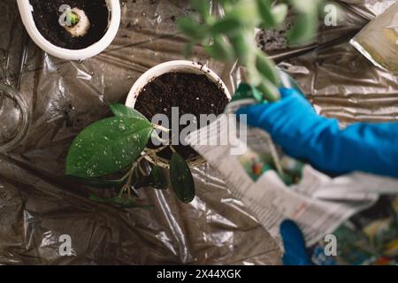 Une personne transplante soigneusement une plante d'intérieur dans un nouveau pot. Banque D'Images