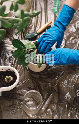 Une personne transplante soigneusement une plante d'intérieur dans un nouveau pot. Banque D'Images