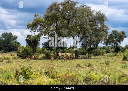 Les Impalas bondissent au parc national de Nyerere Banque D'Images