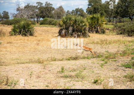 Les Impalas bondissent au parc national de Nyerere Banque D'Images