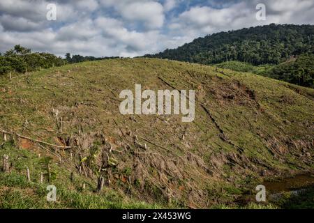 Cocaïne, plantation de coca, Colombie, Amérique du Sud Banque D'Images