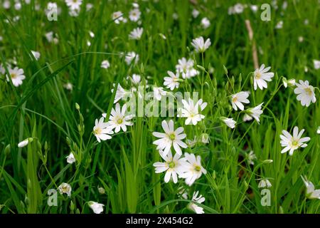 Fleurs de Stellaria holostea, la chiches Banque D'Images