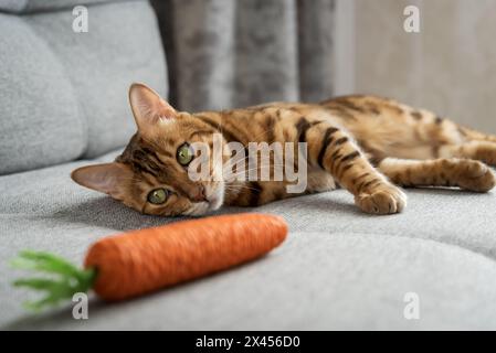 Chat Bengale joue avec une carotte jouet sur le canapé dans le salon à la maison. Animal de compagnie s'amusant avec un jouet à l'intérieur. Jouets pour animaux Banque D'Images