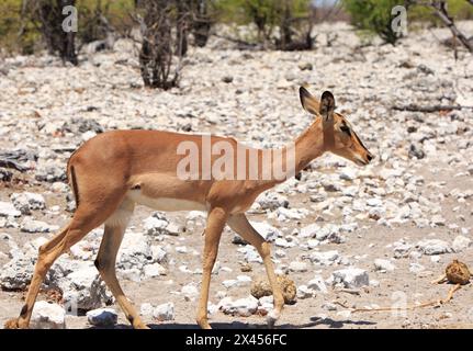 Profil latéral d'une Impala à face noire marchant à travers le sol rocheux dans le parc national d'Etosha Banque D'Images