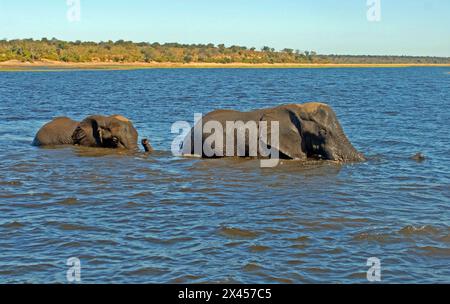 Éléphants nageant dans la rivière Chobe, Bostwana Banque D'Images