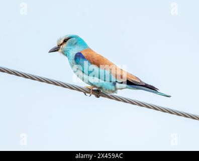 Rouleau européen (Coracias garrulus) perché sur des lignes électriques, région de Paphos, Chypre. Banque D'Images