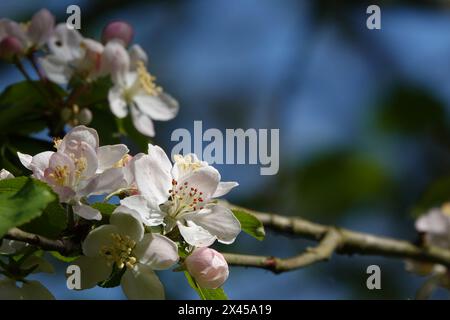 Printemps Royaume-Uni, floraison de crabe pomme Banque D'Images