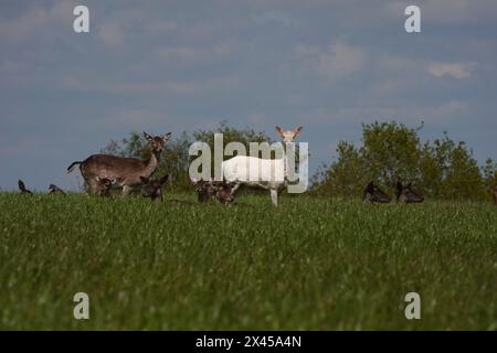 Printemps Royaume-Uni, cerf en jachère blanche debout dans le champ Banque D'Images