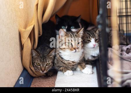 Trois Felidae, petits à moyens chats avec des moustaches et de la fourrure, sont assis dans une cage, regardant la caméra. L'un est un chat domestique à poil court. Le c Banque D'Images