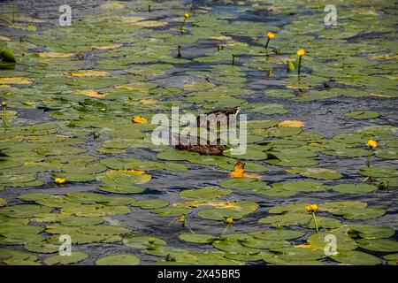 Les canards s'assoient sur la pipe qui va dans l'eau du lac. L'eau près du rivage est recouverte de feuilles de nénuphars. Un des canards regarde soigneusement son propre réflecti Banque D'Images